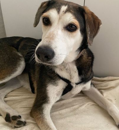 Portia, geb. ca. 06/2017, lebt auf einer Pflegestelle in 21220 Seevetal