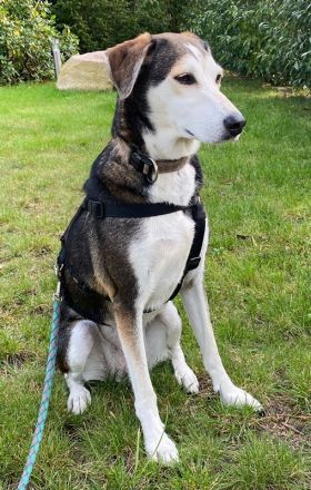 Portia, geb. ca. 06/2017, lebt auf einer Pflegestelle in 21220 Seevetal