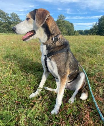 Portia, geb. ca. 06/2017, lebt auf einer Pflegestelle in 21220 Seevetal