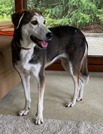 Portia, geb. ca. 06/2017, lebt auf einer Pflegestelle in 21220 Seevetal