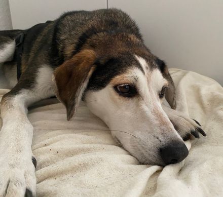 Portia, geb. ca. 06/2017, lebt auf einer Pflegestelle in 21220 Seevetal