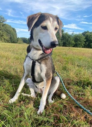 Portia, geb. ca. 06/2017, lebt auf einer Pflegestelle in 21220 Seevetal