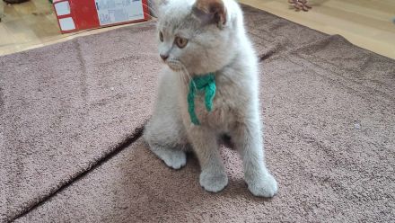 Wunderschöne BKH Kitten