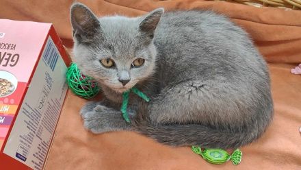 Wunderschöne BKH Kitten