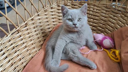 Wunderschöne BKH Kitten