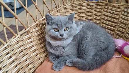 Wunderschöne BKH Kitten