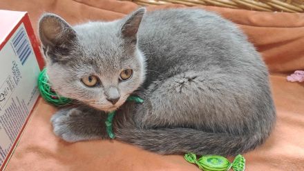 Wunderschöne BKH Kitten