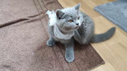 Wunderschöne BKH Kitten