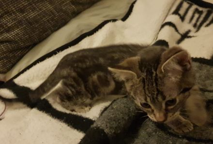 Babykatze sucht Zuhause