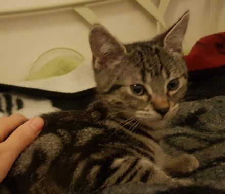 Babykatze sucht Zuhause