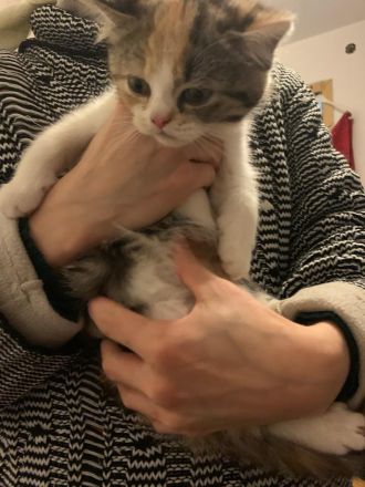 Babykatze sucht Zuhause