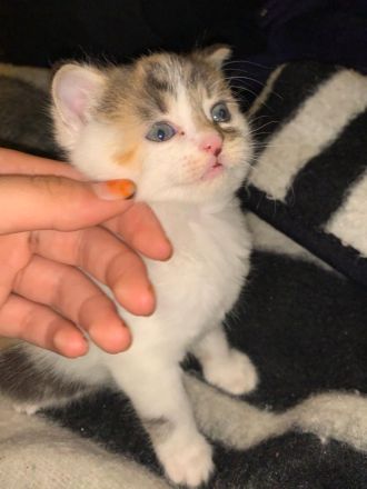 Babykatze sucht Zuhause