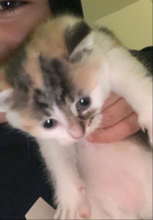 Babykatze sucht Zuhause