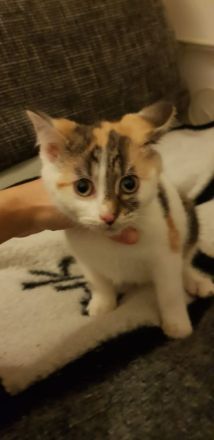 Babykatze sucht Zuhause
