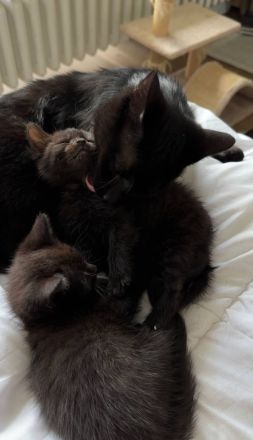 Kätzchen zum Verkauf: Suchen liebevolles Zuhause