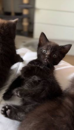 Kätzchen zum Verkauf: Suchen liebevolles Zuhause