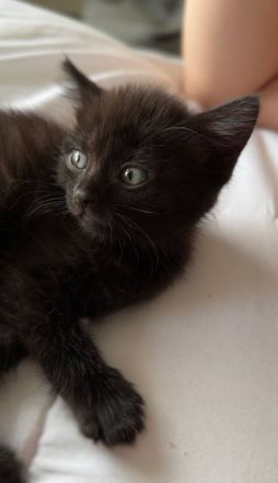 Kätzchen zum Verkauf: Suchen liebevolles Zuhause