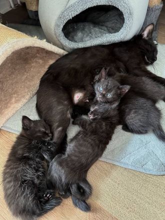 Kätzchen zum Verkauf: Suchen liebevolles Zuhause