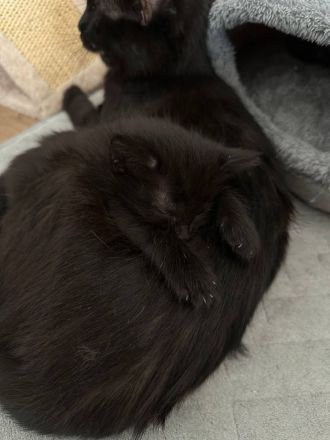 Kätzchen zum Verkauf: Suchen liebevolles Zuhause