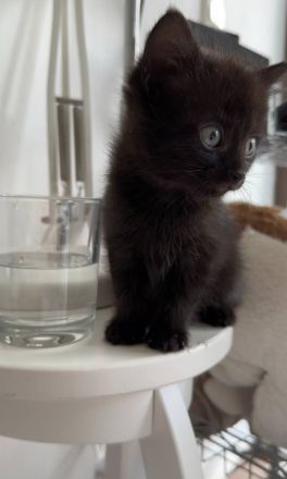 Kätzchen zum Verkauf: Suchen liebevolles Zuhause