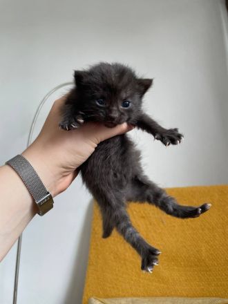 Kätzchen zum Verkauf: Suchen liebevolles Zuhause