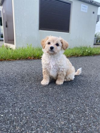 Maltipoo