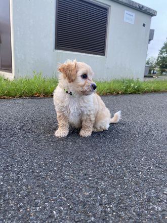 Maltipoo