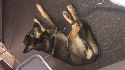 Dobermann husky mischling