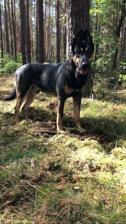 Dobermann husky mischling