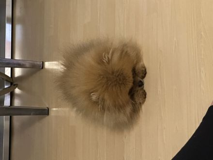 Pomeranian