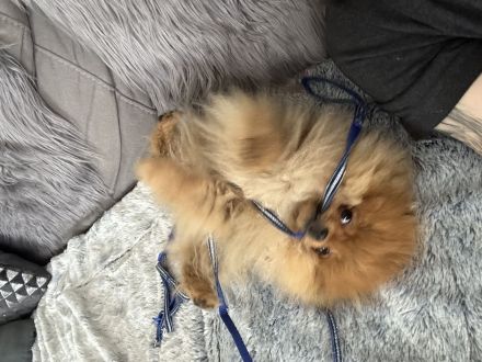 Pomeranian