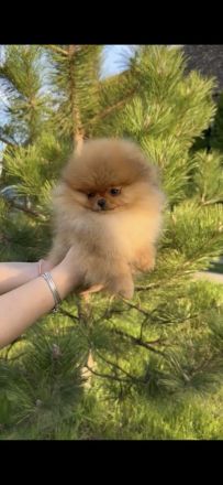 Pomeranian