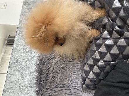 Pomeranian
