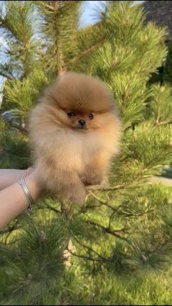 Pomeranian