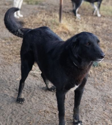 Swarzi, geb. 02/2018, lebt in GRIECHENLAND, im städt. Tierheim Serres
