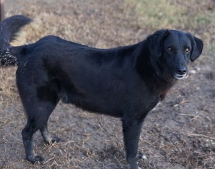 Swarzi, geb. 02/2018, lebt in GRIECHENLAND, im städt. Tierheim Serres