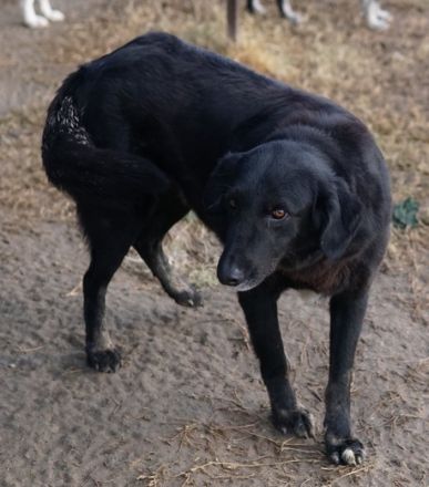 Swarzi, geb. 02/2018, lebt in GRIECHENLAND, im städt. Tierheim Serres