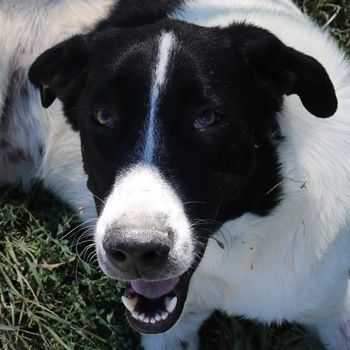 Rubin, geb. ca. 03/2019, lebt in GRIECHENLAND, im städt. Tierheim Serres