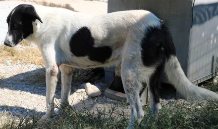 Rubin, geb. ca. 03/2019, lebt in GRIECHENLAND, im städt. Tierheim Serres