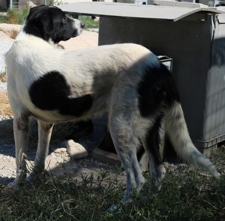 Rubin, geb. ca. 03/2019, lebt in GRIECHENLAND, im städt. Tierheim Serres