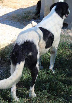 Rubin, geb. ca. 03/2019, lebt in GRIECHENLAND, im städt. Tierheim Serres