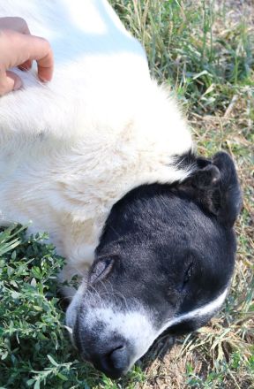 Rubin, geb. ca. 03/2019, lebt in GRIECHENLAND, im städt. Tierheim Serres