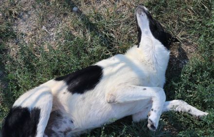 Rubin, geb. ca. 03/2019, lebt in GRIECHENLAND, im städt. Tierheim Serres