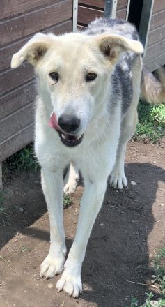 Boybro, geb. ca. 04/2019, lebt in GRIECHENLAND, im städt. Tierheim Serres