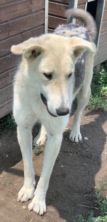 Boybro, geb. ca. 04/2019, lebt in GRIECHENLAND, im städt. Tierheim Serres