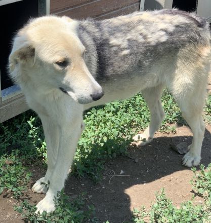 Boybro, geb. ca. 04/2019, lebt in GRIECHENLAND, im städt. Tierheim Serres