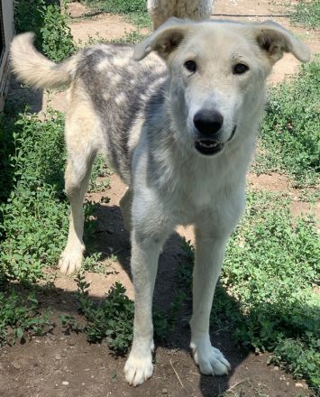 Boybro, geb. ca. 04/2019, lebt in GRIECHENLAND, im städt. Tierheim Serres