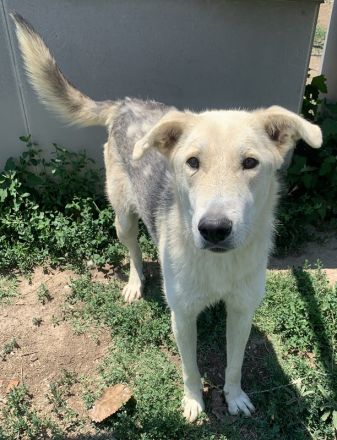 Boybro, geb. ca. 04/2019, lebt in GRIECHENLAND, im städt. Tierheim Serres