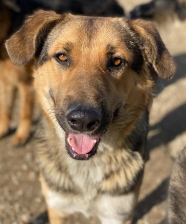 Yassin, geb. ca. 06/2020, lebt in GRIECHENLAND, im städt. Tierheim Serres