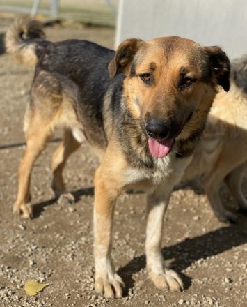 Yassin, geb. ca. 06/2020, lebt in GRIECHENLAND, im städt. Tierheim Serres